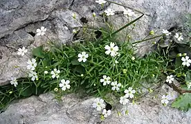 Silène miniature (Silene pusilla)