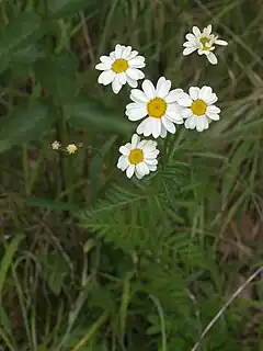 Description de l'image Straußblütige Wucherblume Tanacetum corymbosum Asteraceae nahe Dietfurt-003.jpg.