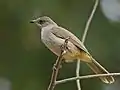 Bulbul de Conrad