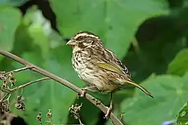 Serin strié (Crithagra striolata)