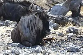 Gnou bleu au parc d'Etosha en Namibie