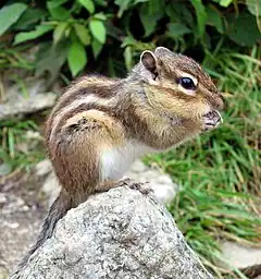 Tamias sibiricus au dos rayé régulièrement.