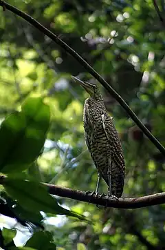 Onoré fascié (Tigrisoma fasciatum)