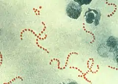 Bactéries apparaissant sous forme de points rouges organisés en chaînettes.