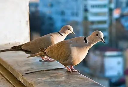 La Tourterelle turque (Streptopelia decaocto), introduite en Europe du Sud dans des régions contrôlées par les Ottomans et qui est à l'origine de sa propagation occidentale au XXe siècle.