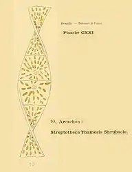 Streptotheca Thamesis Shrubsole(d'après H.&M. Peragallo)