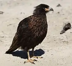 Le caracara austral (Phalcoboenus australis), aussi appelé carancho des îles Malouines, est un rapace diurne de la famille des Falconidae.