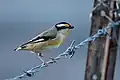 Sous-espèce à tête noire d'un pardalote à point jaune près de Brisbane (Australie)