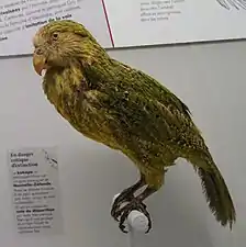 Strigops kakapo en voie d'extinction,