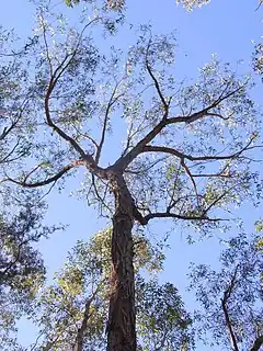 Description de l'image Stringybark Lawson Blue Mountains NP.jpg.