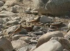 Description de l'image Striolated Buntings.JPG.