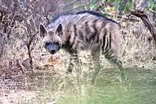 Une Hyène rayée debout devant des broussailles sèches.