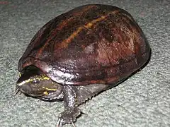 Description de l'image Striped Mud Turtle 20090306 rbrown.jpg.
