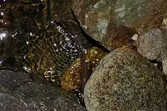 Description de l'image Striped Stream Snake (Opisthotropis kuatunensis) 挂墩後稜蛇.jpg.