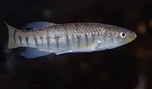 Fundulus majalis (Fundulidae)