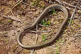 Description de l'image Striped legless lizard.jpg.