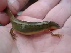 Description de l'image Striped newt salamander notophthalmus perstriatus.jpg.