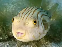 Un poisson qui ressemble à un ballon ; blanc, avec des stries marron sur le "dos", comme s'il était un zèbre.
