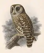 Strix fulvescens