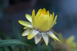 Ouverture des bractées, chez un cultivar jaune blanchâtre.