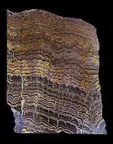 Coupe : alernance de stromatolithe et sédiment