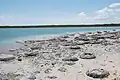 Stromatolithes en bord du lac Thetis