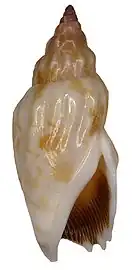 Tridentarius dentatus.