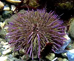 Oursin pourpre (Strongylocentrotus purpuratus) en Californie.