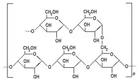 Image illustrative de l’article Amylopectine