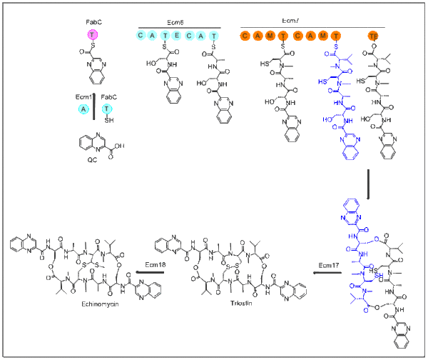 Biosynthèse de l'échinomycine