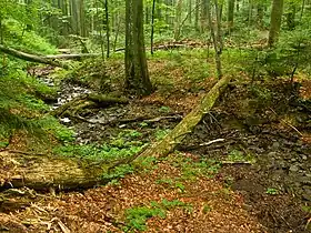 Image illustrative de l’article Forêt de Soignes