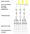 Structure de la rétine dans la zone périphérique