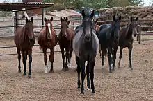 Dans un paddock, un groupe de jeunes chevaux aux robes sombres mais variées se tient de face, attentif.