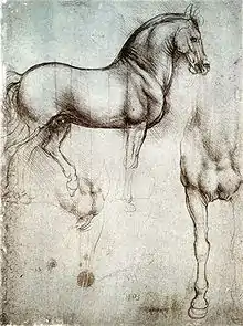 Série de dessins, sur une feuille et au crayon gris, représentant un cheval vu de côté ou de face.