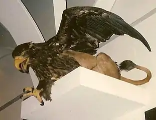 Griffon du Muséum d'histoire naturelle du Danemark.