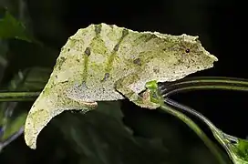 Description de l'image Stump-tailed chameleons Rhampholeon moyeri.jpg.