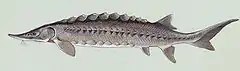 Esturgeon (Acipenser oxyrinchus oxyrinchus, Acipenseriformes, Acipenseridae)