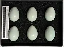 Six œufs pâles d'étourneau sansonnet.