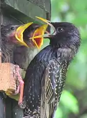 Adulte le bec ouvert, perché à l'entrée d'un nid d'où deux jeunes sortent la tête pour réclamer à manger.