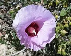 Gossypium sturtianum emblème du Territoire du Nord.