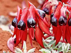 Description de l'image Sturts desert pea.jpg.