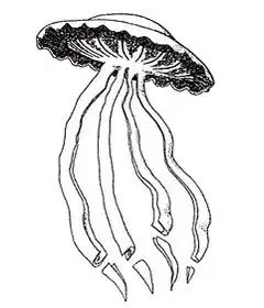 Stygiomedusa gigantea