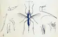 Stylogaster leonum