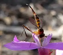 Stylogaster macalpini (Parc national Deua, Nouvelle-Galles du Sud, Australie)