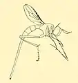 Stylogaster