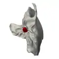 Face inférieure de l'os temporal gauche. Processus styloïde représenté en rouge.