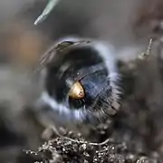 Femelle de Stylops melittae dépassant d'une abeille.