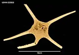 Styracaster horridus (USNM).