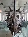 Crâne de Styracosaurus albertensis (Muséum américain d'histoire naturelle).