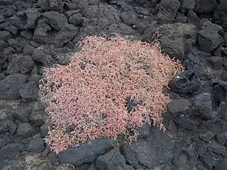 Suaeda ifniensis dans un champ de lave à Lanzarote